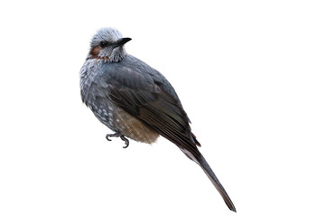 ヒヨドリ透過素材