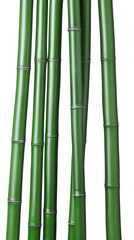 green bamboo reeds.