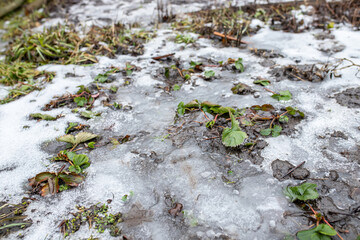 Strawberry leaves on the thawed patch formed after the snow melts in the spring. Preparing strawberry beds for spring.