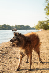 Fototapeta premium happy tervueren belgian shepherd dog standing on a beach shaking off water