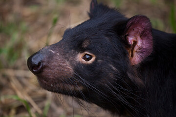 Insurance: Captive Tasmanian Devils at Taroona