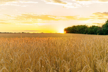 field of wheat and sunset