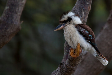 Laughing Kookaburra