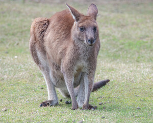 Female Eastern Grey Kangaoo with Joey in pouch