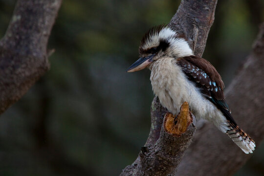Laughing Kookaburra