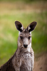 Eastern Grey Kangaroo, at Tom Groggins, Mount Kosciuszko National Park