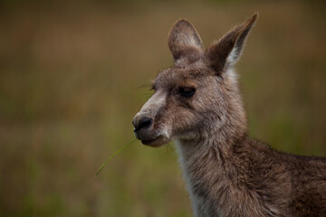 Eastern Grey Kangaroo, at Tom Groggins, Mount Kosciuszko National Park
