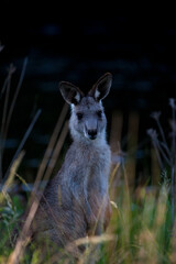 Eastern Grey Kangaroo, at Tom Groggins, Mount Kosciuszko National Park