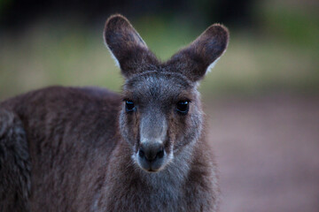 Eastern Grey Kangaroo, at Tom Groggins, Mount Kosciuszko National Park