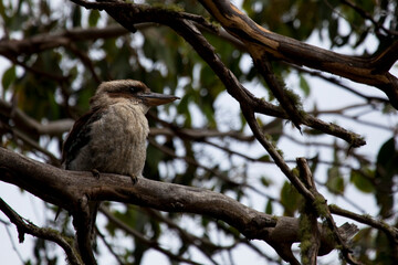 Laughing Kookaburra