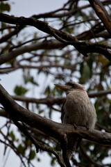 Laughing Kookaburra