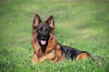 german shepherd dog on grass