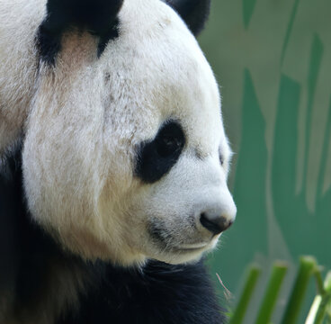 Close up of panda bear and bamboo created using generative ai technology