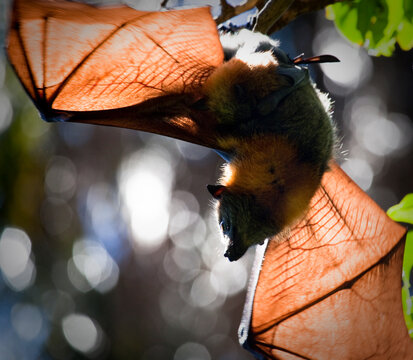 Grey Headed Flying Fox