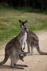 Naklejka na ściany i meble Eastern Grey Kangaroo and joey in pouch