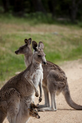 Naklejka na ściany i meble Eastern Grey Kangaroo and joey in pouch