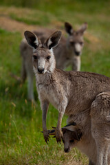 Eastern Grey Kangaroo and joey in pouch