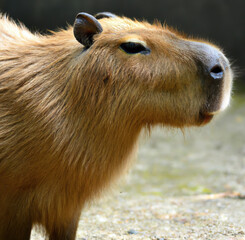 Close up of capybara over grass created using generative ai technology