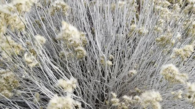Cinematic shot of Rubber Rabbitbrush pulling out in morning light desert environment