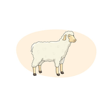 Furry, adult and cute sheep. Vector illustration.