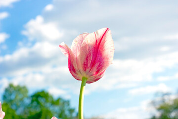 Bright pink and white blossoming tulip flowers on the field in spring against the blue sky with copy space.