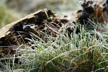 Geeiste Gräser mit Raureif nach frostiger Nacht