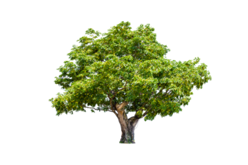 Isolated trees on white background.  tropical tree in the northeast of Thailand, used for design, advertising and architecture
