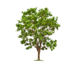 Isolated trees on white background.  tropical tree in the northeast of Thailand, used for design, advertising and architecture