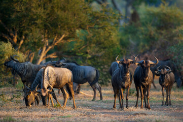 Small Blue wildebeest, common wildebeest, white-bearded gnu or brindled gnu (Connochaetes taurinus)...