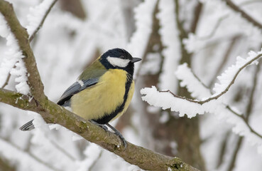 Great tit, Parus major. A bird sits on a branch