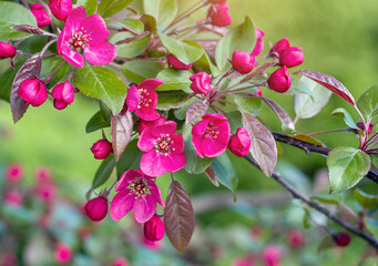Bright pink decorative crabapple tree blossom on green leaves background in the garden in spring. - 562678825