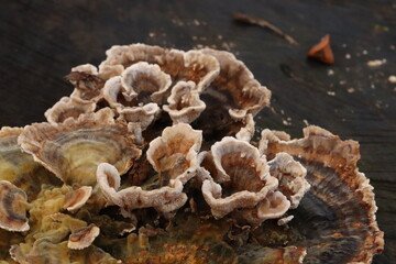mushroom in the forest.mushroom, fungus, nature, forest, mushrooms, autumn, food, fungi, tree, brown, woods, plant, macro, wood, toadstool, flora, edible, cap, wild, armillaria, yellow, close-up,