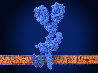 B cell receptor on the surface of a B cell