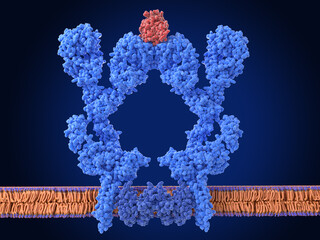B cell receptor dimer binding an antigen