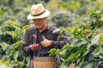 Farmer collecting coffee in a small town of Chiang Mai, Northern Thailand