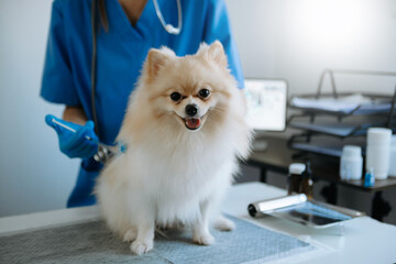 Vet listening Pomeranian dog with stetoscope in veterinary clinic