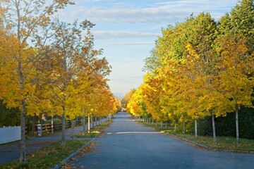 Park street in autumn colors - 562680824