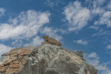 Panthera Paradus Kotiya (Sri Lanka Leopard), posing for the camera.