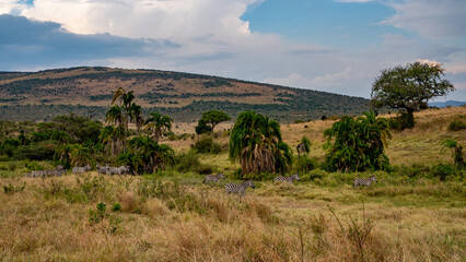 Fototapeta na wymiar a herd of zebra grazing on the plains of masai mary kenya.