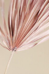 Dry palm leaf close up pink color on beige  background . Minimal Plant Poster