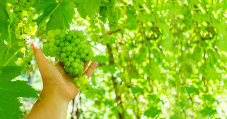 Naklejka na ściany i meble Green grapes. Bunches of red grapes to grapevine. Harvest concept. Sweet summer dessert. Copy space