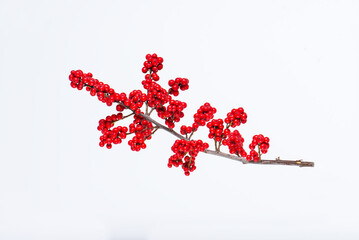 Branch of fresh red ilex verticillata, winterberry on a white background. Selective focus.