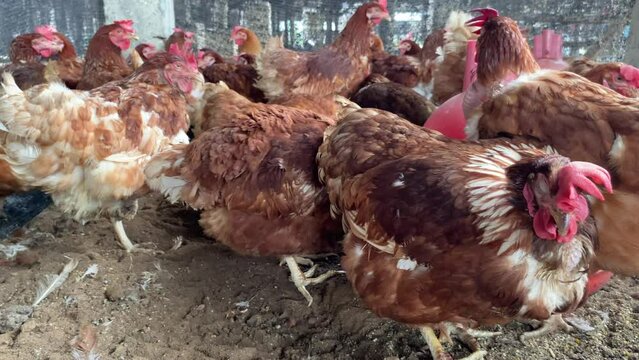 Sick chickens,  symptoms, poultry disease issues. 