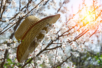 White flowering tree close-up. Cherry tree branch blossom. Selective focus. Floral springtime scene concept