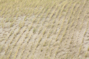 A close-up of newly planted European Beachgrass in the dunes

