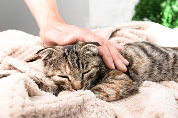 A striped cat rests and sleeps lying on a blanket in a room, a man's hand caresses the pet....