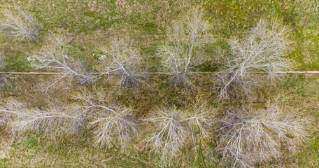 overhead leafless trees