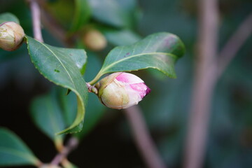 ツバキ科　さつま紅のつぼみ