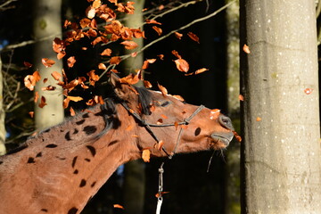 Spaziergang mit Pferd, braunes Pferd im herbstlichen Wald