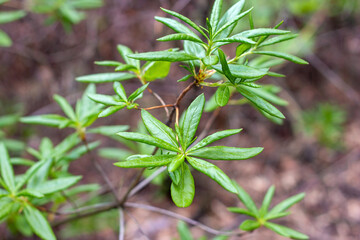 Bright green Rhododendron Orientalis green leaves in the garden in spring.